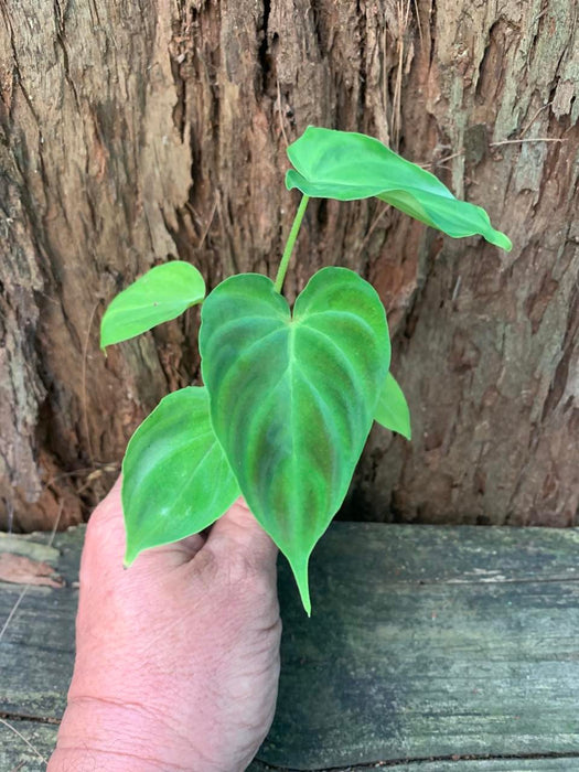 Philodendron Verrucosum