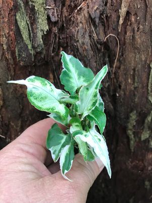 Syngonium Starlite Zebrina