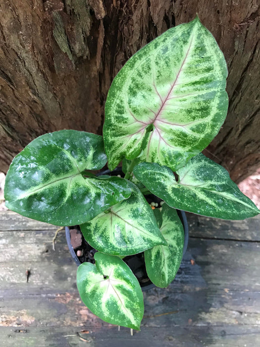 Syngonium Tropicana