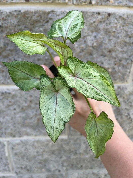 Syngonium Red Vein