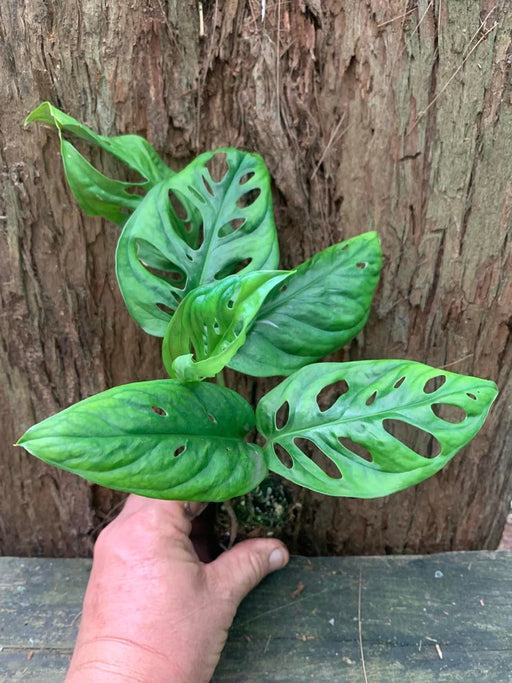 monstera monkey mask