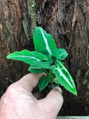 Syngonium Wendlandii