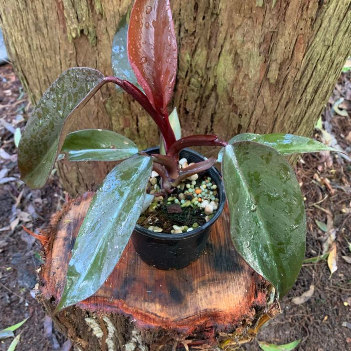 What Plant Is Easy To Take Care Of?