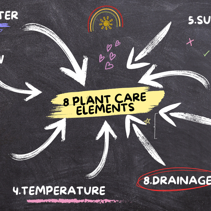 8 Easy Plant Care Elements for Success