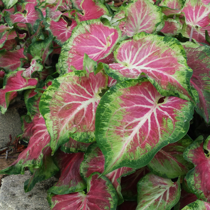 The History of Caladiums