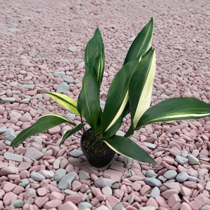 Seasonal Plant Care: What Your Plants Need in Spring, Summer, Autumn & Winter