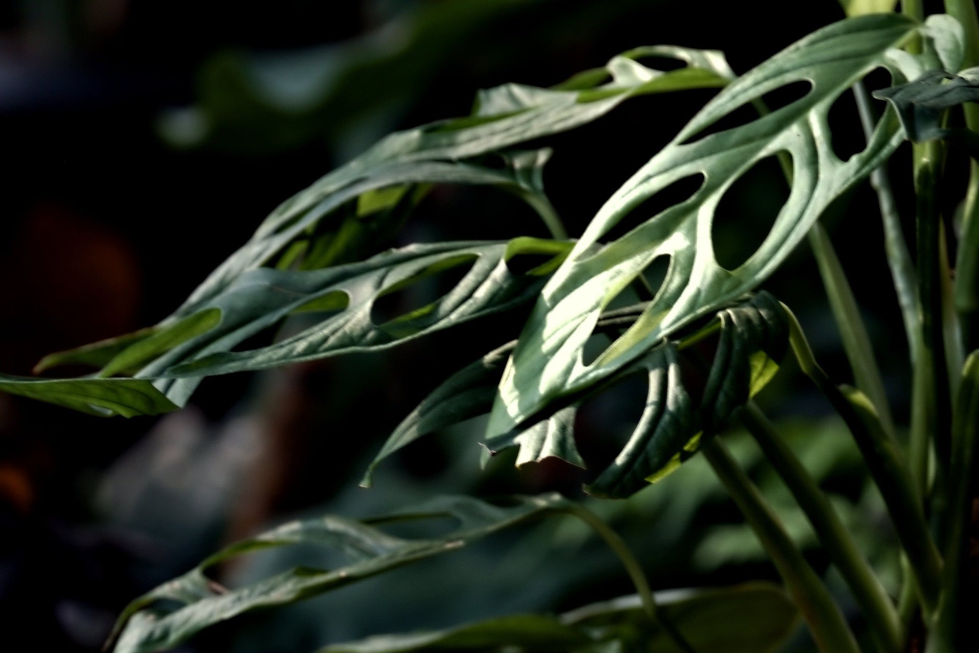 Amazing Varieties — Nursery 2 U