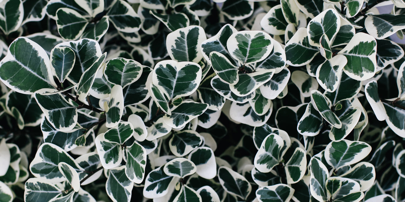 ficus triangularis