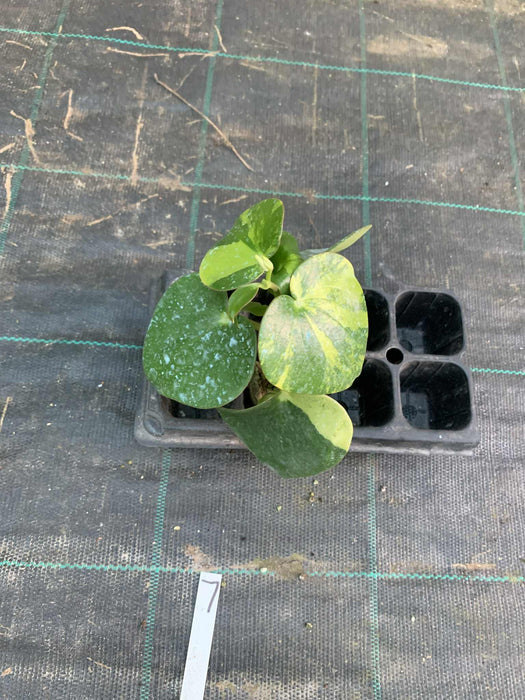 Peperomia Polybotrya Raindrops Variegated Multi-Listing