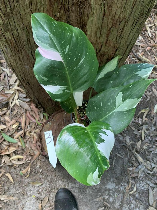 Philodendron White Princess #3
