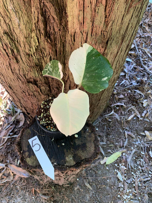 Monstera Albo Borsigiana Multi plant Lisiting