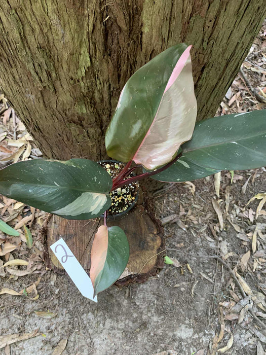 Philodendron Pink Princess #2