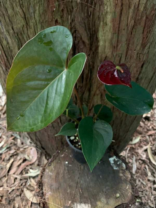 Anthurium Chocolate/Black Flowers — Nursery 2 U