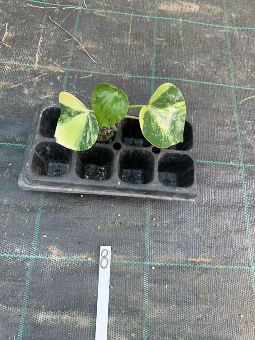 Peperomia Polybotrya Raindrops Variegated Multi-Listing