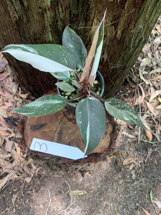 Philodendron Red Anderson Variegated #3