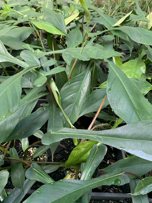 Jungle Box - Choose Plants