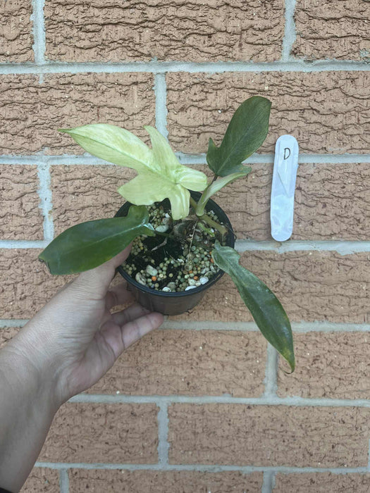 Philodendron Florida Ghost Multi-listing