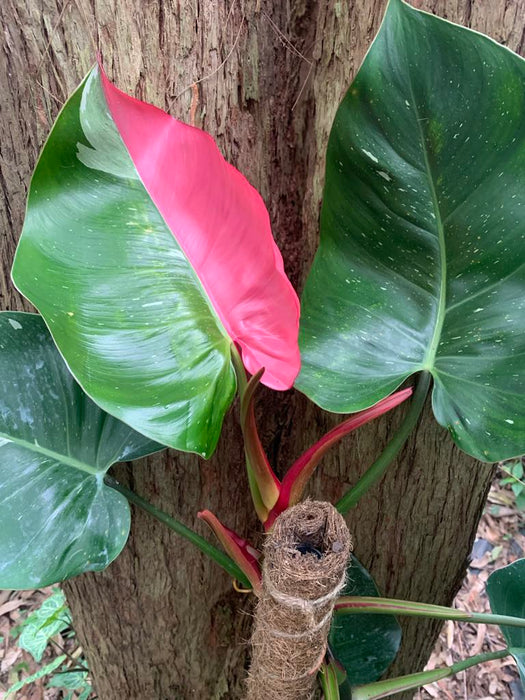 Philodendron White Princess w/pink - Free Express Post