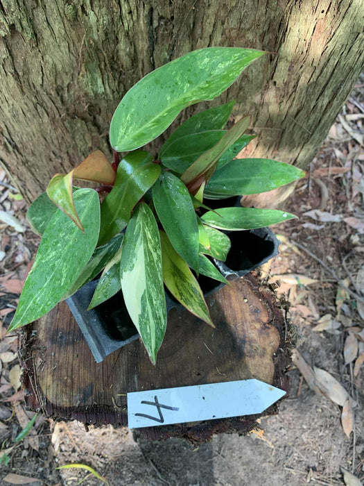 Philodendron Strawberry shake 4