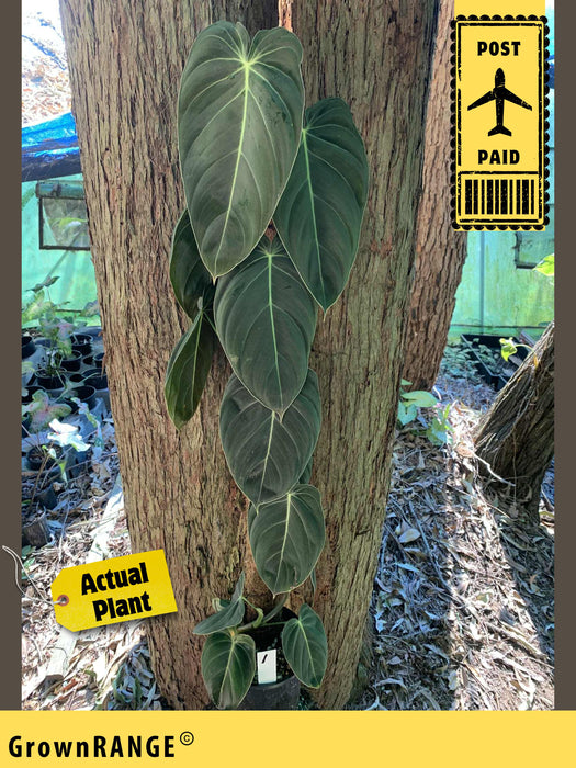 Philodendron Melanochrysum - Free Express Post
