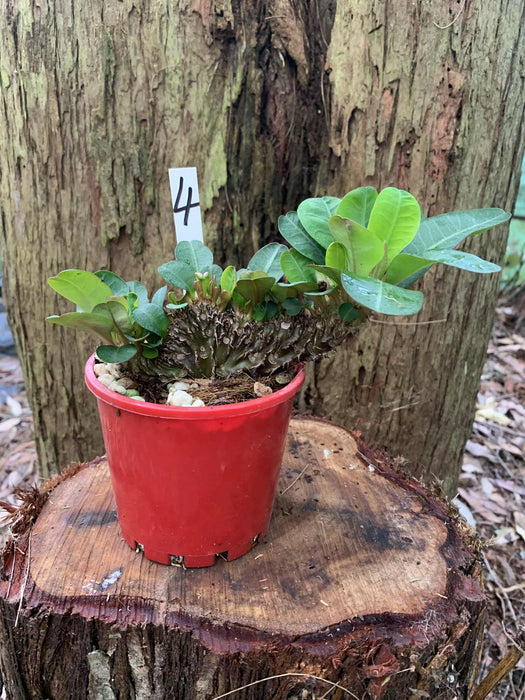 Euphorbia Milli Crested - Multi Plant Listing