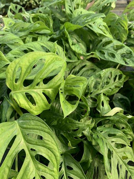 Jungle Box - Choose Plants