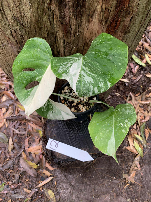 Monstera Albo Borsigiana Multi-listing