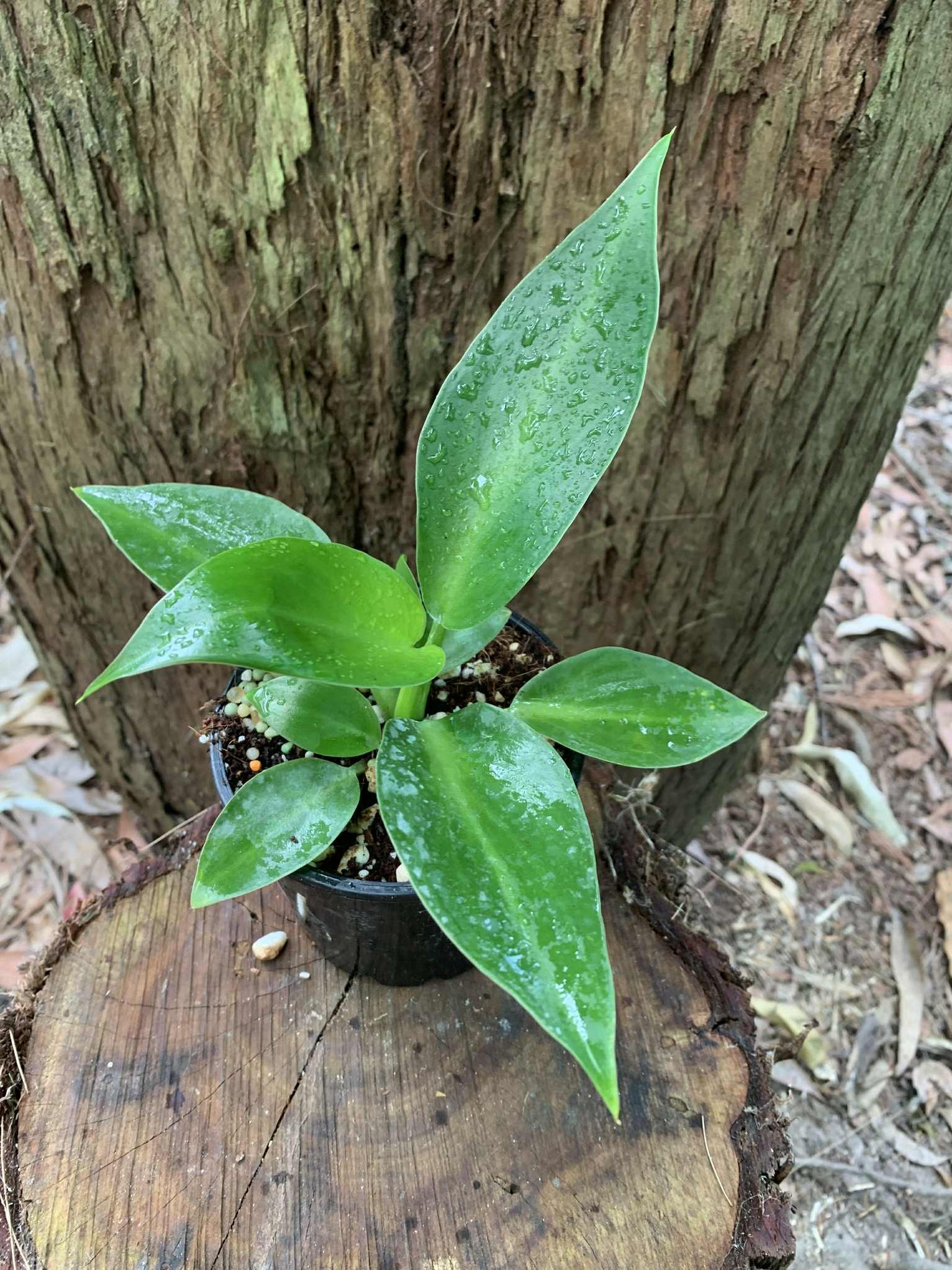 Philodendron Rugosum (aberrant form) — Nursery 2 U