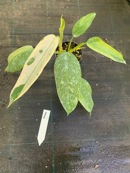 Philodendron Jose Buono 1