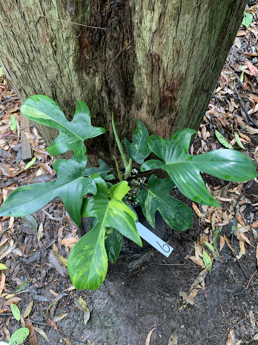 Philodendron Florida Beauty Variegated Multi-listing
