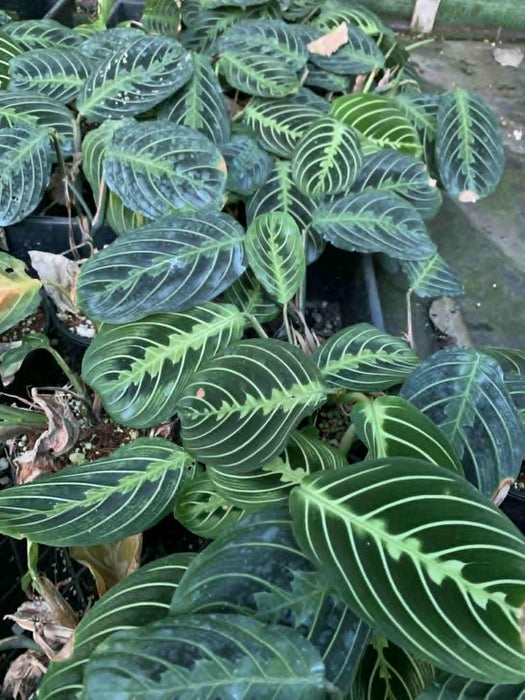 Jungle Box - Choose Plants