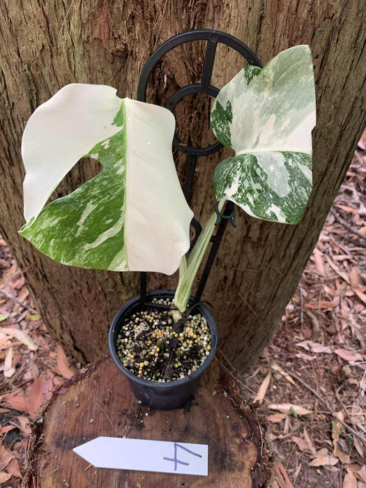 Monstera Albo Borsigiana Multi plant Lisiting