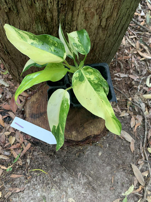 Philodendron Domesticum Multi-Plant Listing