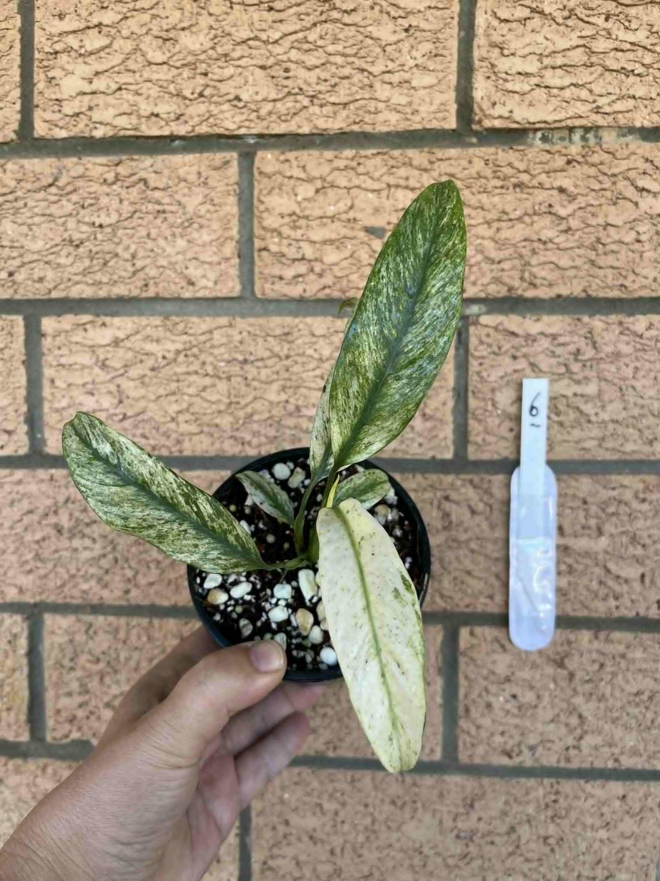 Epipremnum