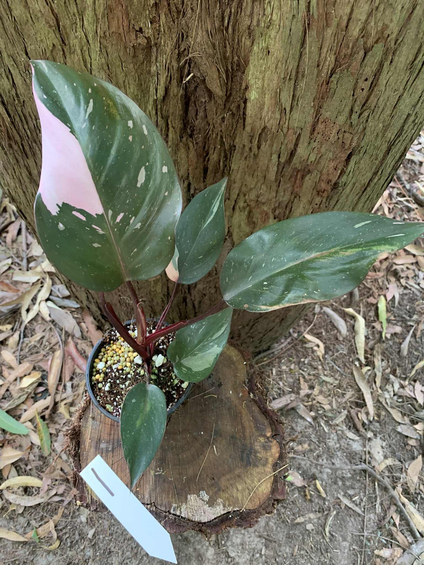 Pink Princess Philodendron