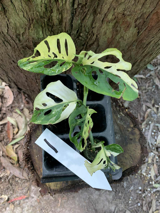 Monstera Adansonii Albo Multi Plant Listing