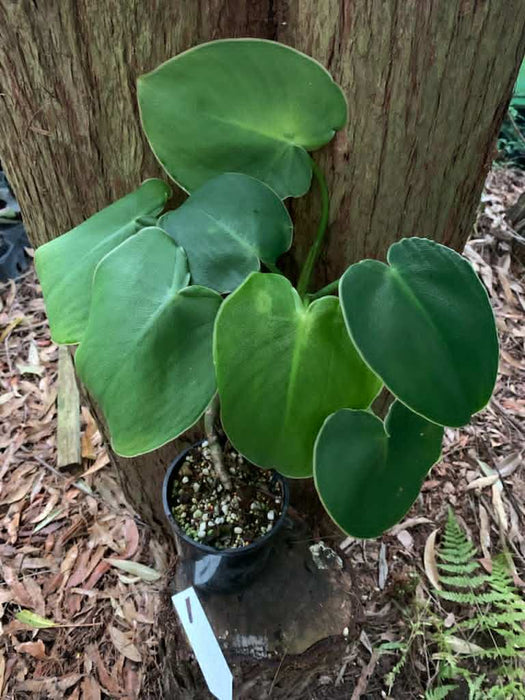 Philodendron Rugosum (textured Form) — Nursery 2 U