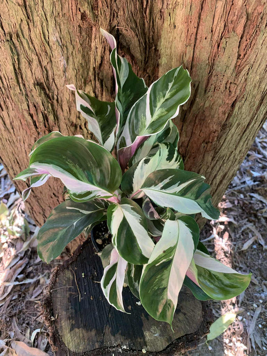 Calathea White Fusion
