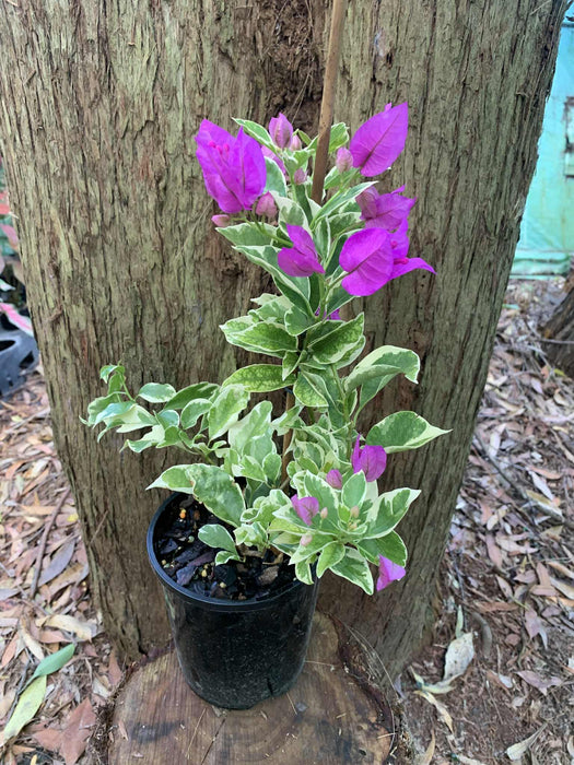 Bougainvillea Blueberry Ice