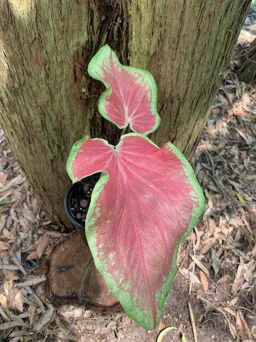 Caladium Starburst