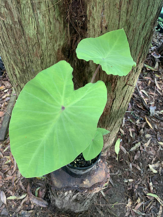 Colocasia "Just Lime" Gecko