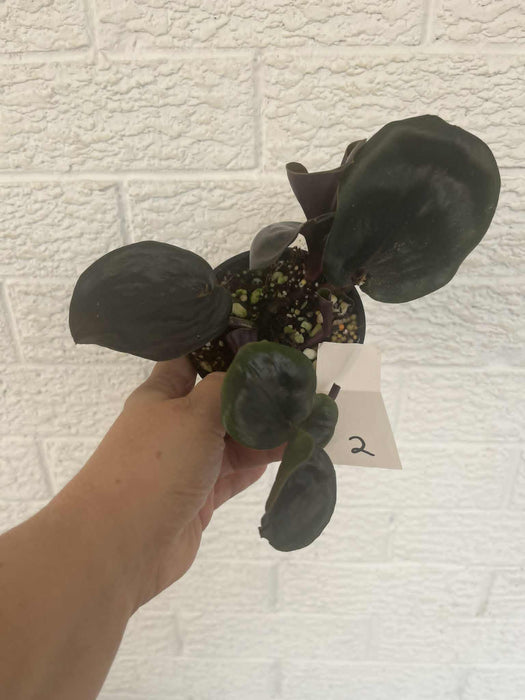 Geogenanthus Ciliatus "Midnight Pearl" Multi-listing