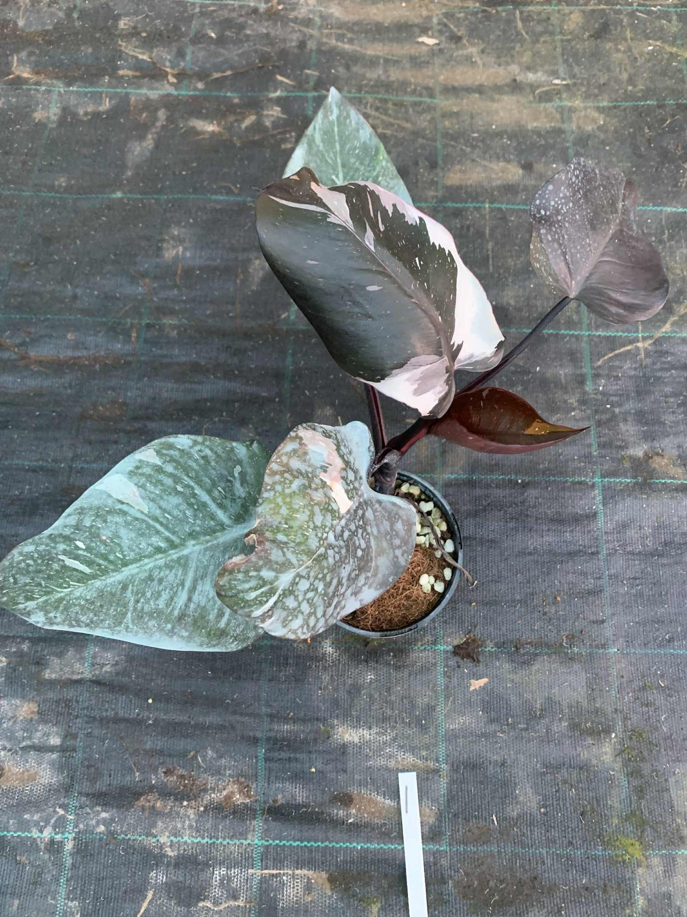 Pink Princess Philodendron