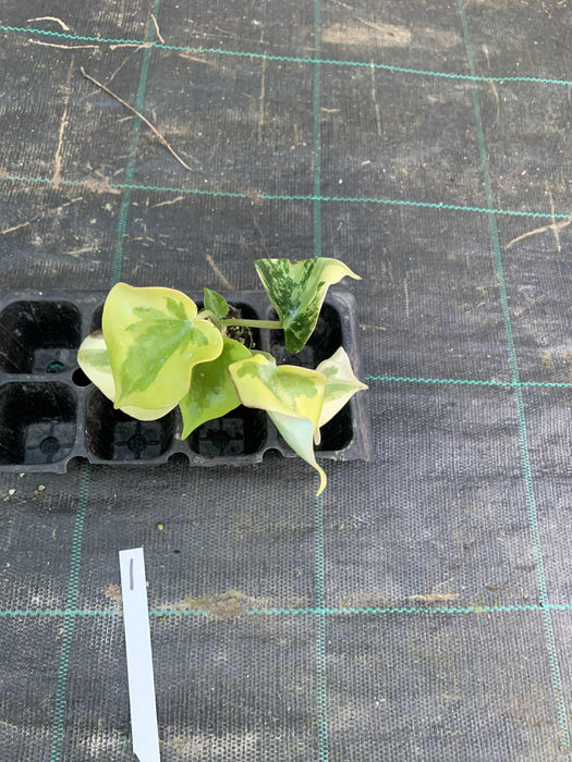 Peperomia Polybotrya Raindrops Variegated Multi-Listing