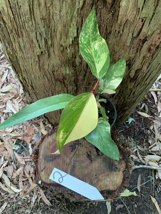 Philodendron Strawberry shake 2