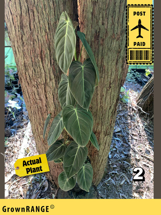 Philodendron Melanochrysum - Free Express Post