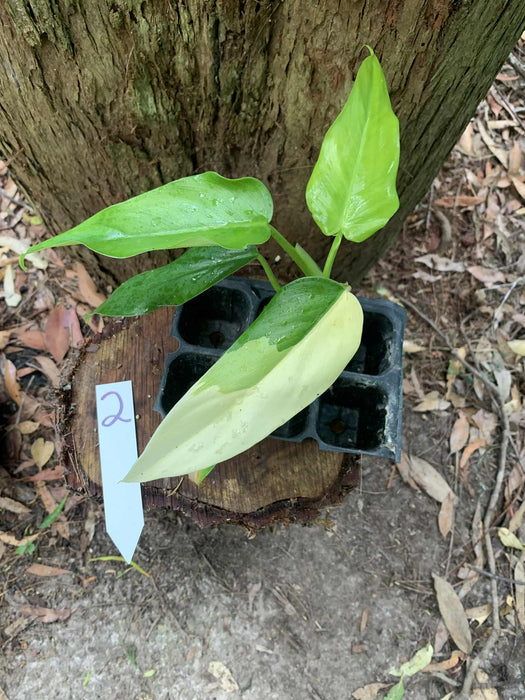 Philodendron Domesticum Multi-Plant Listing