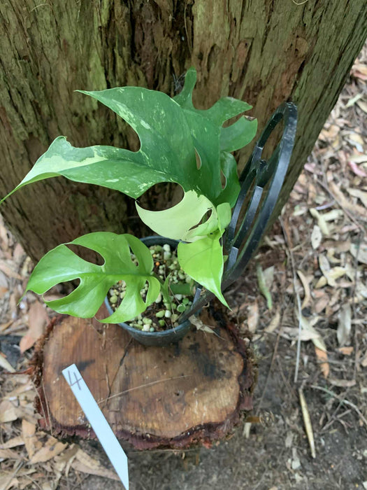 Variegated Mini Mon Raphidophora Tetrasperma Multi listing