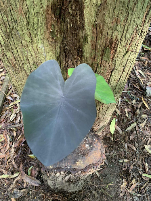 Colocasia Black Magic Hybrid