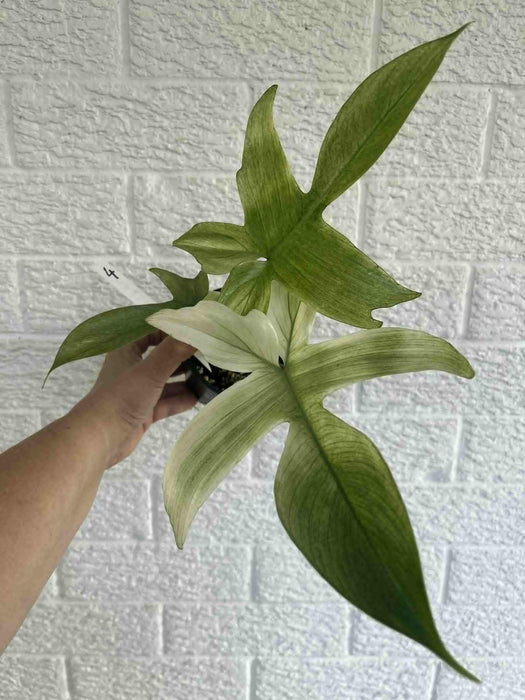 Philodendron Florida Ghost Multi-listing